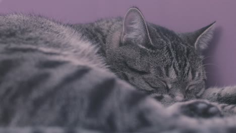 el gato gris somnoliento