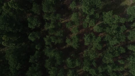 moving aerial top down view of pine tree farm