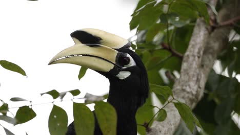 hornbill interacting with environment, possibly feeding.