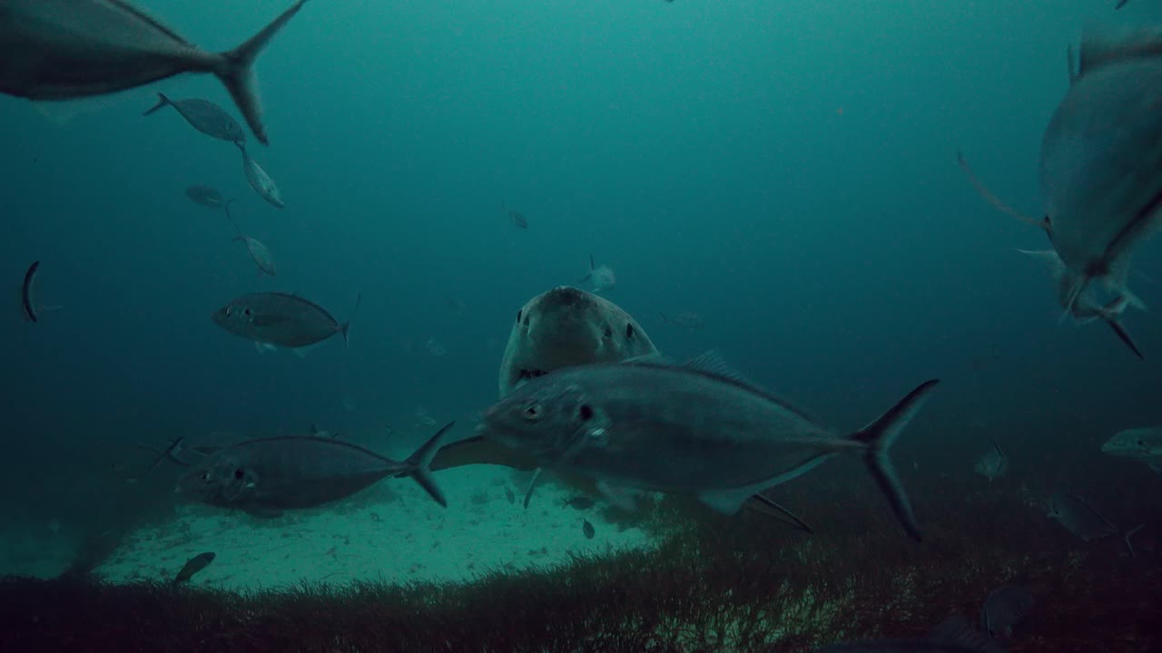 gran tiburón blanco carcharodon carcharias islas neptuno sur de australia 4k cámara lenta 50fps