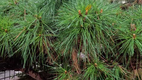Pine tree branches showing growth over time