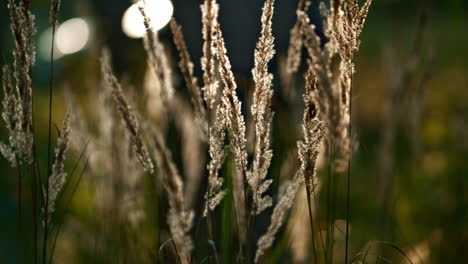 meadow spikelet autumn growing in calm charming woods close up. plant growth.