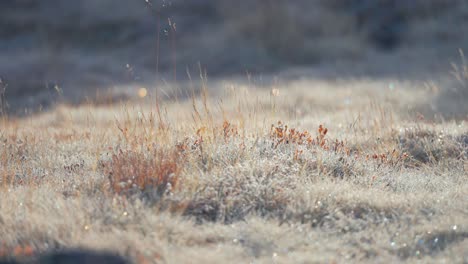 Raureifkristalle,-Die-Von-Der-Tief-Stehenden-Morgensonne-Beleuchtet-Werden,-Schimmern-Auf-Dem-Gras-Und-Dem-Boden