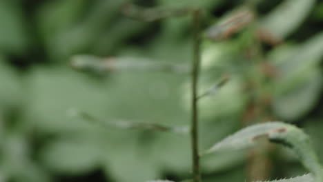 macro shot of green leaves in a forest