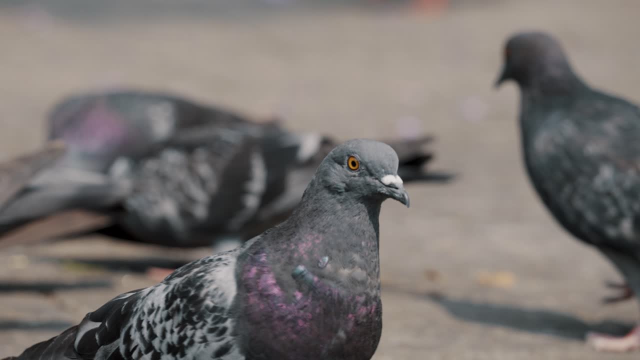 palomas comunes caminando, alimentándose y volando en un día soleado en antigua, guatemala- enfoque selectivo