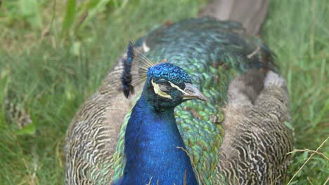 close up shot of indian blue peacock sitting in grass and closing eyes during daytime