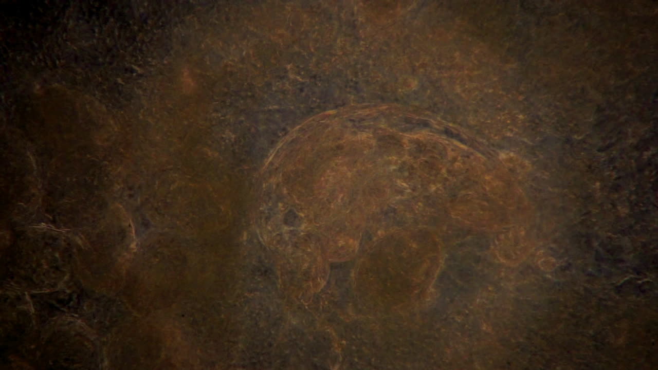 una vista microscópica de un rotífero en iluminación de contraste de fase