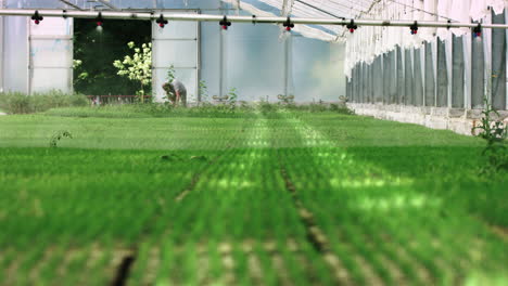 cultivo de plantas en el vivero. en el interior del invernadero. sistema de riego del invernadero