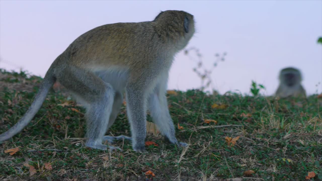un mono vervet alerta y relajado junto al río kafue, zambia