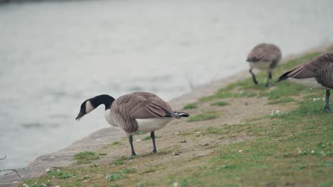 Nahaufnahme-Von-Enten,-Die-Auf-Einem-Boden-In-Der-Französischen-Landschaft-Neben-Einem-Fluss-Grasen