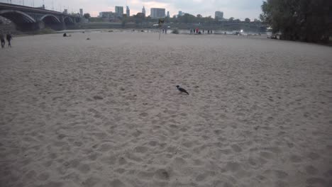 Slow-motion-video-of-crows-on-a-sand-beach