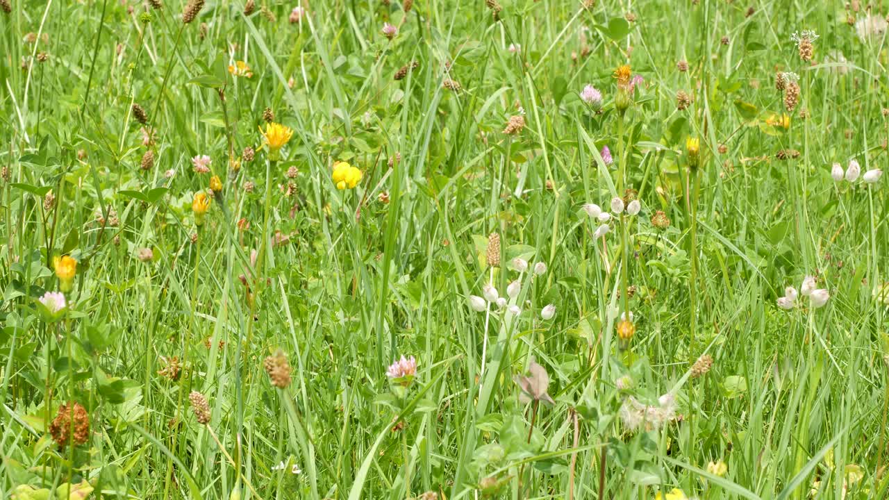 많은 식물과 허브가 있는 고산 초원이 태양에 의해 빛난다