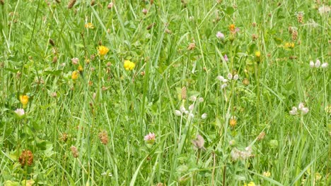 an alpine meadow with many plants and herbs is lit by the sun