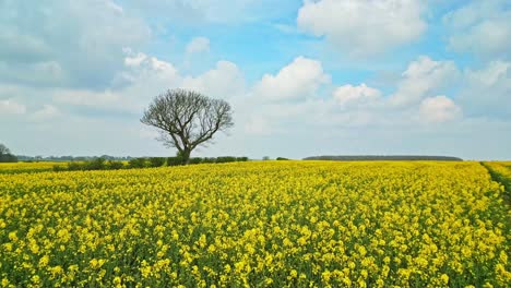 Eine-Unglaubliche-Luftaufnahme-Eines-Rapsfeldes-Mit-Zwei-Bäumen-Und-Einer-Landstraße,-Die-Bis-Zum-Horizont-Führt