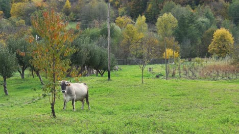 tied cow to the tree on the field in autumn season