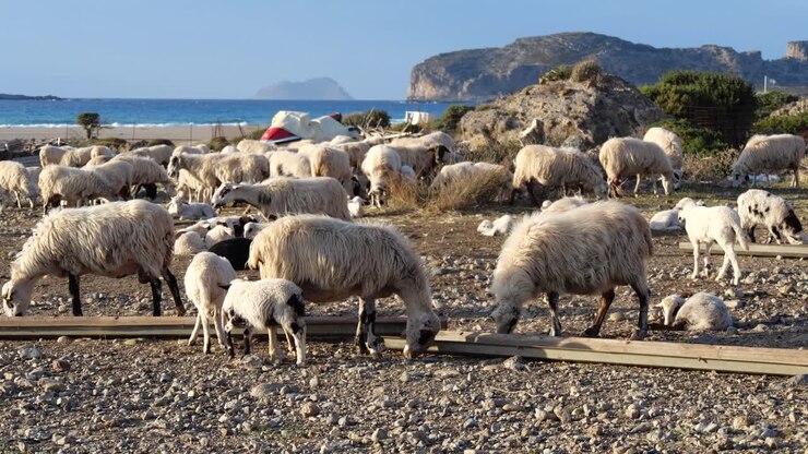 Gregge di pecore che pascolano su una spiaggia costiera.