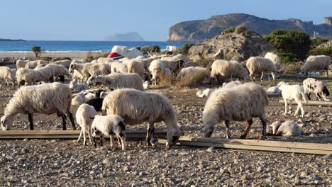 Herde-Schafe,-Die-An-Einem-Küstenstrand-Weiden