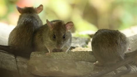 primer plano de una familia de ratones de campo comiendo, todavía tiro de ratón de campo aislado en su hábitat natural