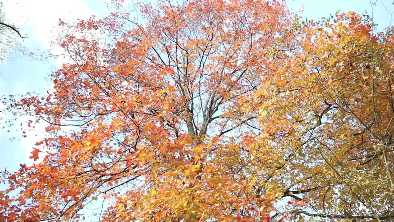 cerca de un árbol grande con hojas rojas y amarillas frente al cielo azul durante la temporada de otoño y otoño