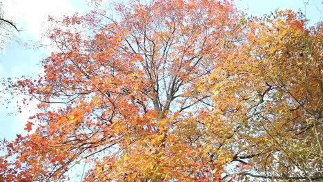 close up of a large tree with red and yellow leaves in front of the blue sky during the autumn and fall season