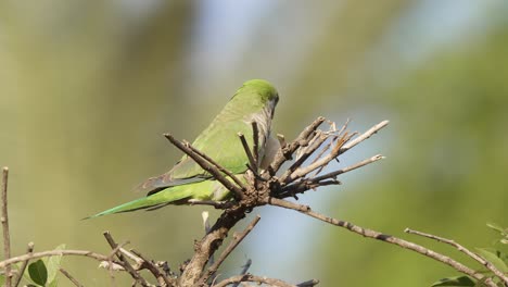 primer plano de un pequeño perico monje salvaje, myiopsitta monachus encaramado en ramas puntiagudas, alimentándose de vainas de semillas bajo la tranquila luz del sol en su hábitat natural