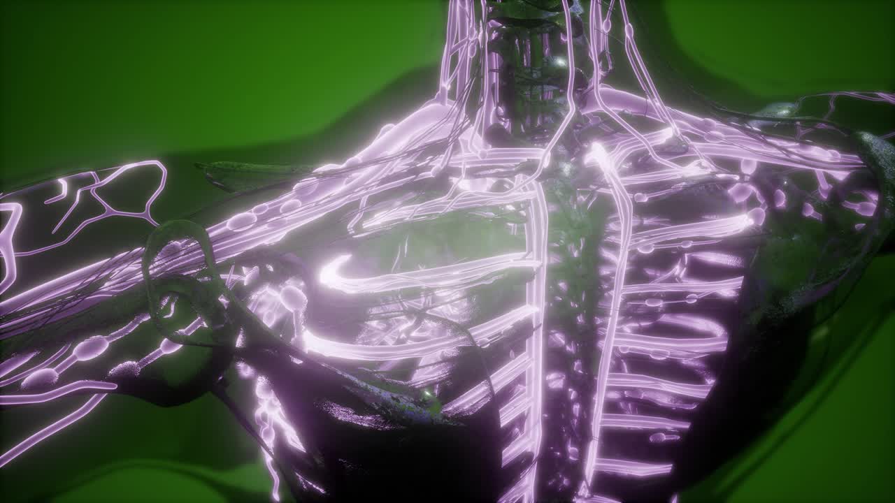 cuerpo humano con vasos sanguíneos brillantes