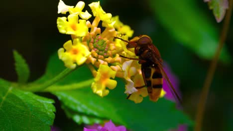 apis honey bee collecting nectar in yellow  flowers in the madrid retreat park during the month of june 2020