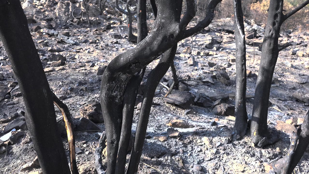 Verbrande bomen en as na een bosbrand
