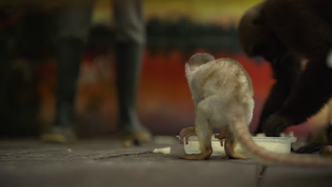 cute common squirrel monkey baby feeds from a tray looking at people in a animal reserve