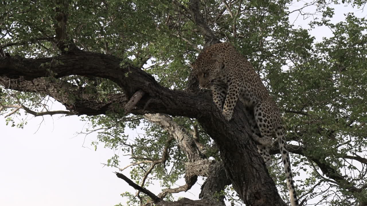 Tracking zoom in shot of leopard climbing tree in early morning