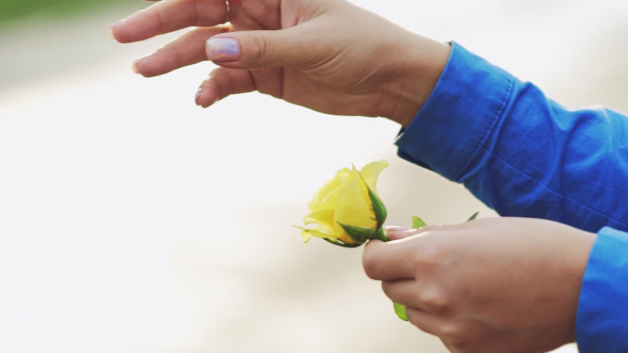 Female hands tearing off petals of a yellow rose. Slow motion.