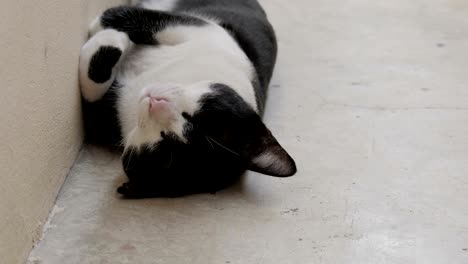 cat sleeping on cement ground