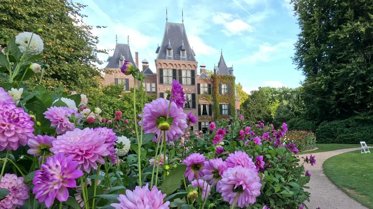 A slow camera pan reveals vibrant pink dahlias in a botanical garden, with a historic castle in Lisse, Netherlands under soft daylight