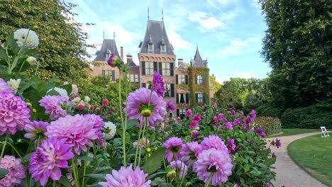 a slow camera pan reveals vibrant pink dahlias in a botanical garden, with a historic castle in lisse, netherlands under soft daylight