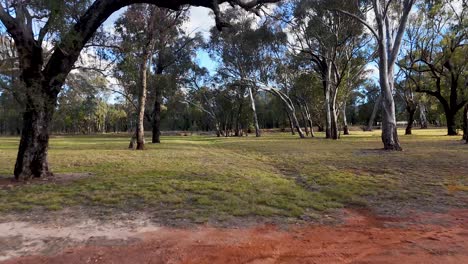 camera glides steadily through open eucalyptus forest in new south wales, australia, under natural daylight, revealing grassy terrain, scattered trees, and red earth