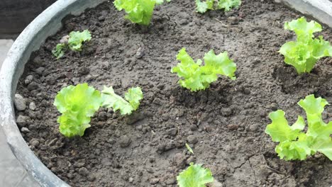 plantando hojas de lechuga en un jardín ,
