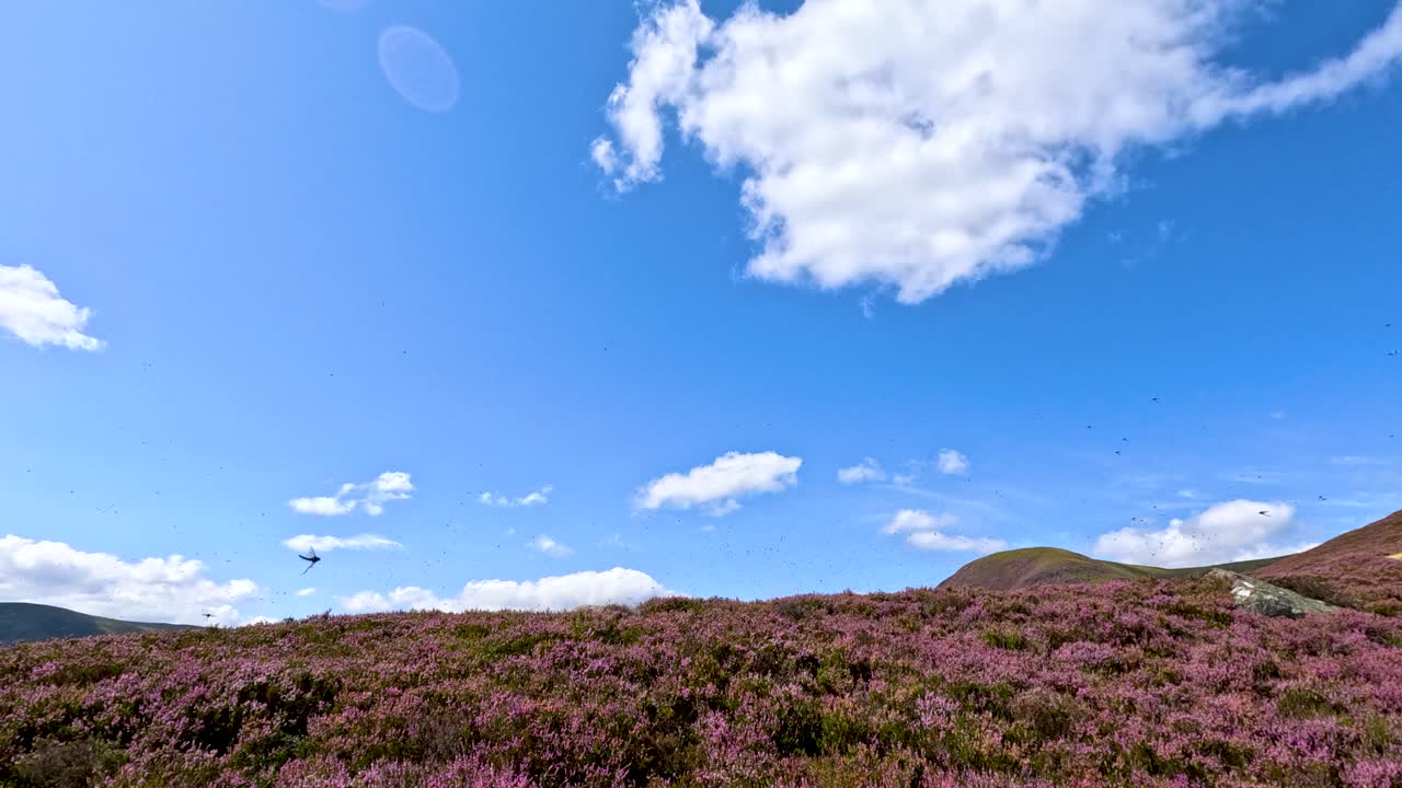A dragonfly hovers and darts above a blooming heather field under bright daylight, with rolling hills and scattered clouds in the Scottish Highlands