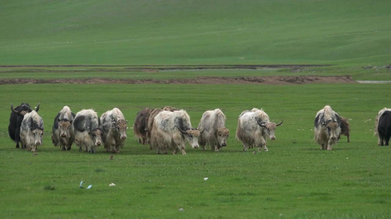 Mandria di yak al pascolo su un prato verde in un paesaggio montuoso