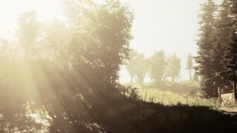 los rayos de sol brillando a través de un bosque de niebla