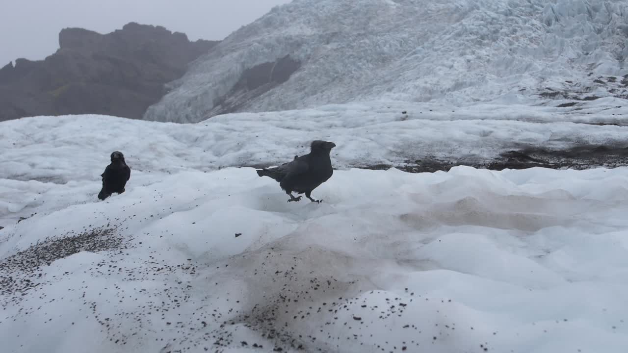 Two ravens searching for food on melting glacier in windy and cloudy day, Iceland.
