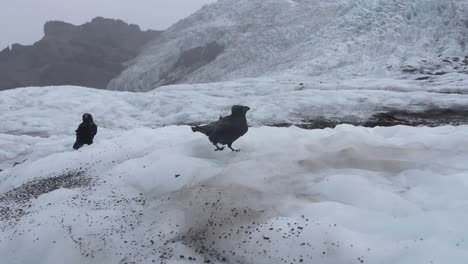 two ravens searching for food on melting glacier in windy and cloudy day, iceland.