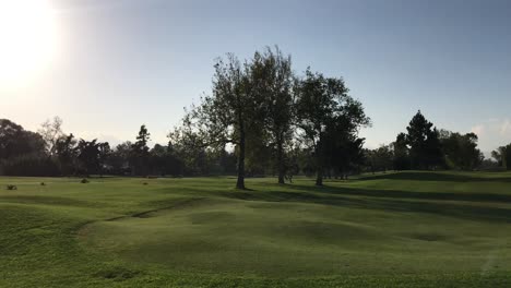 Weitwinkelaufnahme-Einer-Grünen-Landschaft-Mit-Wunderschönem-Grünem-Gras-Und-Großen-Grünen-Bäumen-Auf-Einem-Golfplatz