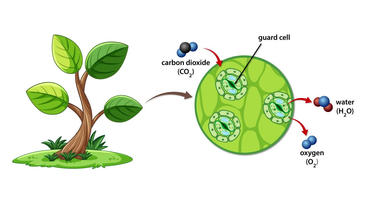 Animation illustrating gas exchange in plant stomata, showing carbon dioxide intake and oxygen release with detailed cellular visuals