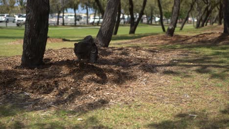 Curious-wild-turkey-trying-to-find-something-in-bark-tree