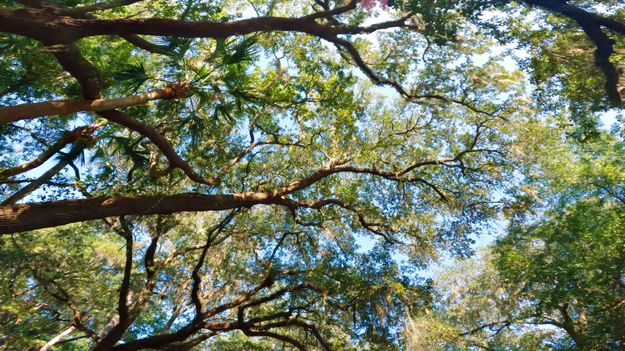 Walking Under beautiful Virginia live oak trees with spanish moss in Hilton Head, South Carolina