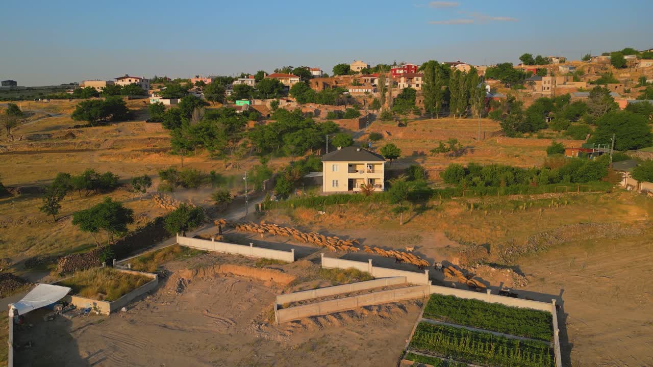 4K Cinematic Drone footage of a flock of sheep in Kayseri - Turkey_02