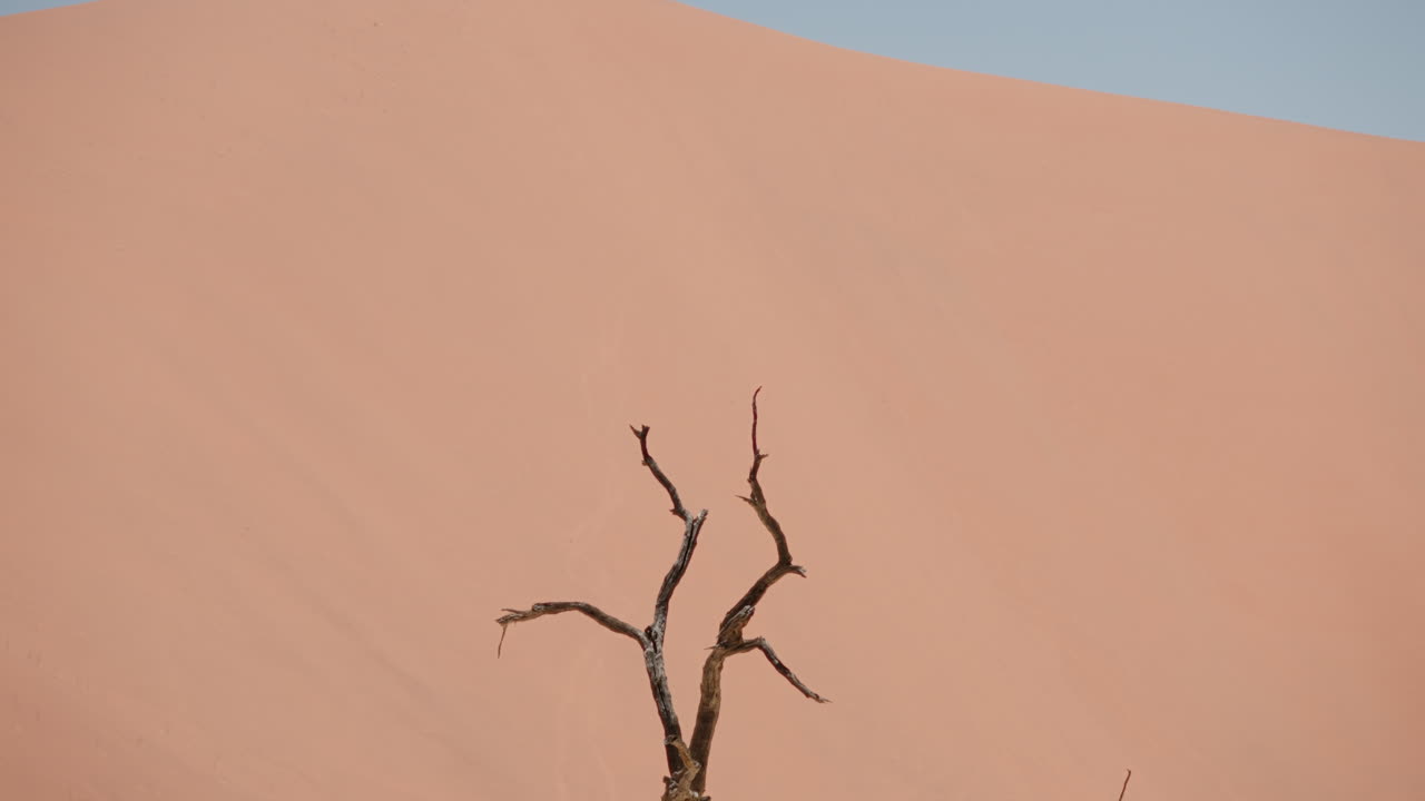 Dead Tree in Desert Sand Dune