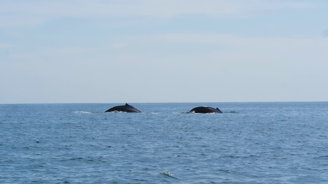 두 마리의 큰 혹등고래가 공중으로 올라와 노즐에서 물을 뿌린 후 다시 잠수합니다.