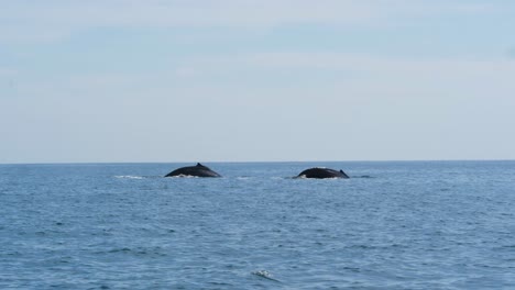 dos grandes ballenas jorobadas salen a tomar aire y rocían agua de sus boquillas antes de volver a sumergirse