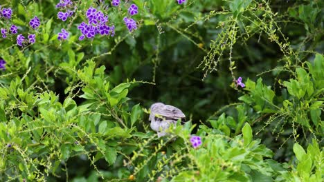 a bird moves through greenery with purple flowers.